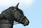 Friesian Horse