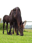 mare with foal