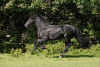 Friesian Horse