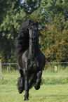 running Friesian Horse