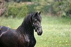 friesian horse on meadow