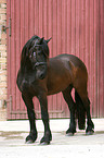 friesian horse