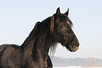 Frisian Horse in snow