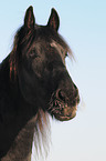 Frisian Horse in snow