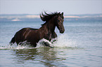 Friesian in the ocean