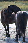 Friesians at beach