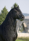 frisian stallion portrait