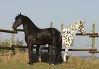 Frisian and Appaloosa