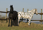 Frisian and Appaloosa