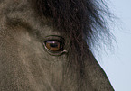 Frisian eye