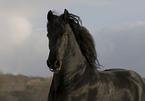 friesian horse portrait