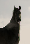 friesian horse portrait