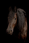 Frisian horse portrait