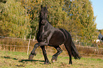 trotting Friesian horse