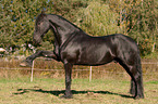 Friesian horse