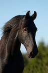 Friesian horse portrait