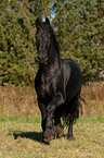 trotting Friesian horse