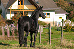 Friesian horse