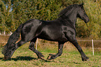 trotting Friesian horse