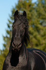 Friesian horse portrait