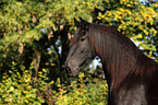 Friesian horse portrait