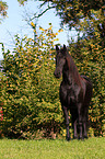 Friesian horse