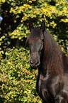 Friesian horse portrait