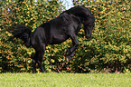 galloping Friesian horse