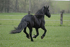 galloping Frisian horse