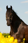 Friesian horse portrait