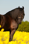 Friesian horse portrait