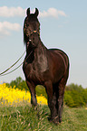 Friesian horse