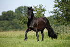 running Friesian Horse