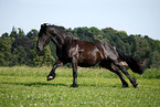 running Friesian Horse