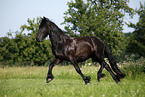 running Friesian Horse