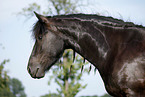 Friesian Horse Portrait