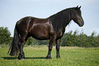 Friesian Horse on maedow