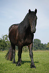 Friesian Horse on maedow