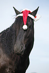 Frisian Horse with santa hat