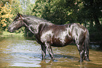 friesian horse in water