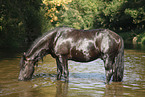 friesian horse in water