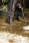 friesian horse in water