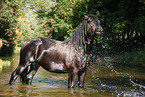 friesian horse in water