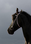 Frisian horse portrait