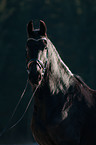 Frisian horse portrait