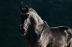 Frisian horse portrait