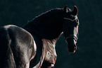 Frisian horse portrait