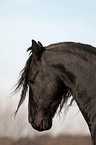 Frisian horse portrait