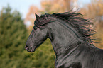 Frisian horse portrait