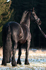 Frisian horse